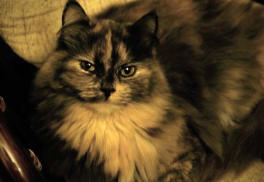 Güzel genç kedi sandalyede yatıyor.