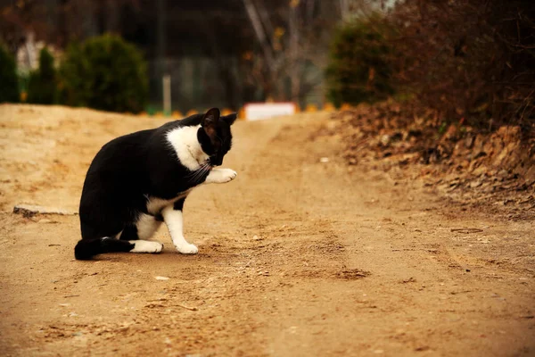 Black and white cat washing on countryside sand road
