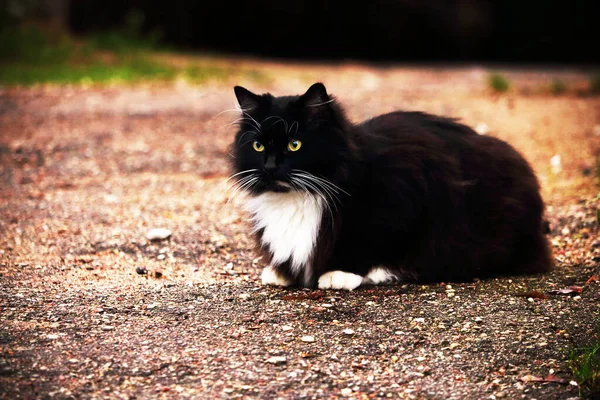 Gatto peloso bianco e nero seduto su una strada — Foto Stock