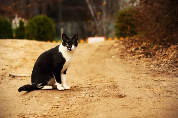 Чорно-біла кішка на сільській піщаній дорозі — стокове фото