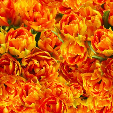 Turuncu ve sarı laleler çiçek desenli