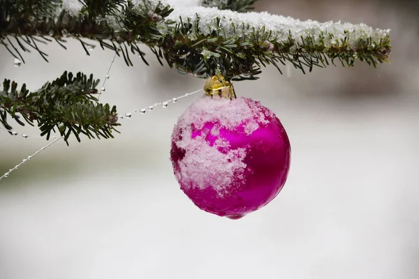 Brillante bola de decoración de Navidad rosa en rama de pino verde cubierta de nieve —  Fotos de Stock