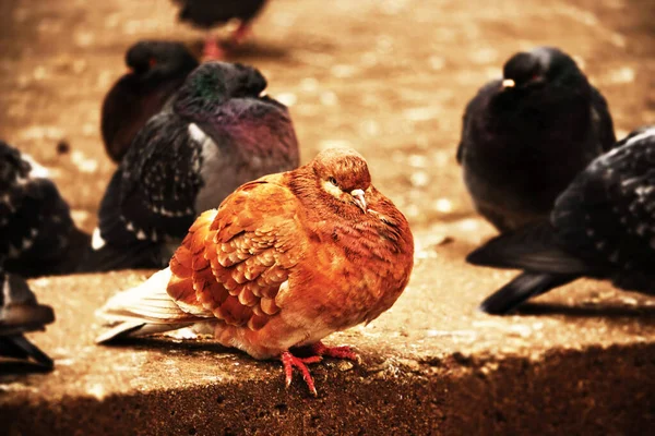 Hnědý holub sedící na obrubníku mezi černými ptáky — Stock fotografie