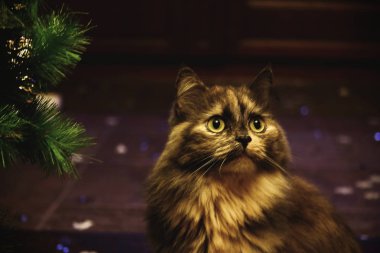 Güzel kedi bir yılbaşı ağacının yanında yerde oturuyor.