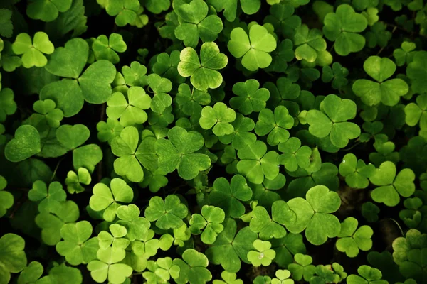 Grünklee Teppich Hintergrund von oben nach unten Ansicht — Stockfoto