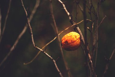 Yellow quinces berries on bush banch without leaves