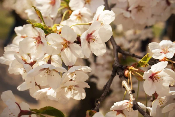 Bílé japonské třešňové květy zavřít pozadí — Stock fotografie