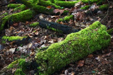 Yaşlı ağaç gövdesi, yeşil yosunlarla donuk kuru yapraklar üzerinde ormanda zemin