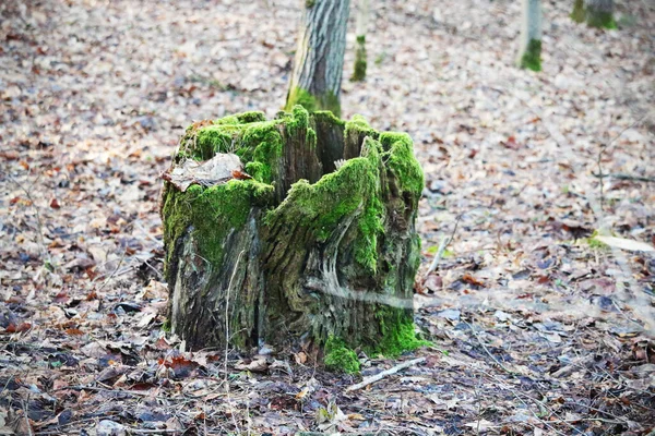 Vecchio Tronco Albero Con Muschio Verde Foglie Secche Opache Terra — Foto Stock