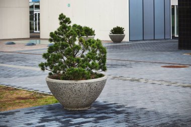 Açık havada, taştan vazoda duran yeşil çam, fayanslı yolda.