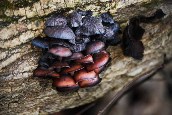 Champignons Noirs Bruns Sauvages Poussant Sur Écorce Arbre Tombée — Photo