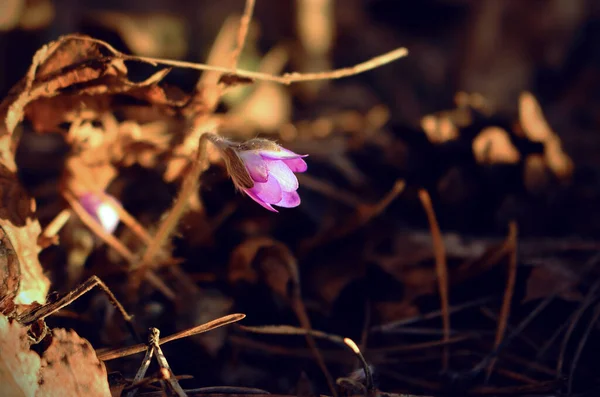 Jovem Flor Gota Neve Florescendo Folhas Secas Floresta Primavera — Fotografia de Stock