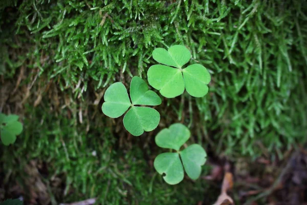 Três folhas de trevo verde no fundo de musgo verde — Fotografia de Stock