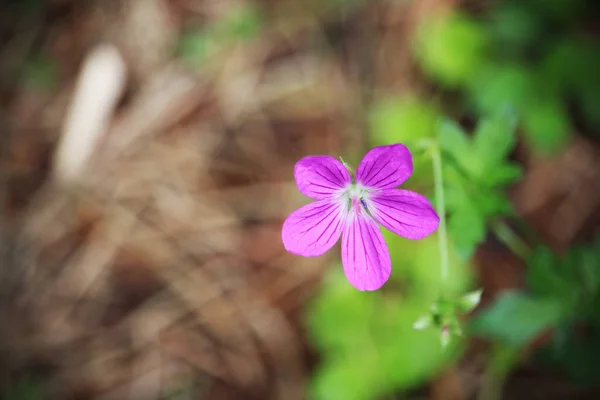 Petite fleur de forêt violette sur fond flou — Photo