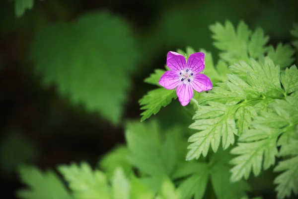 Μικρό μωβ λουλούδι του δάσους σε θολή φόντο — Φωτογραφία Αρχείου