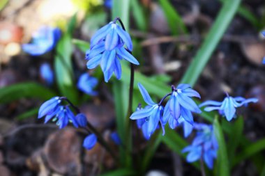 Güneşli bir günde ilkbaharda yeşil çimlerde mavi kardamlası çiçekleri