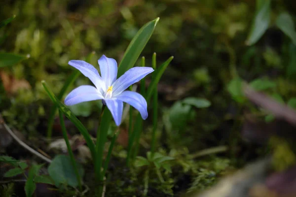 Μπλε Λουλούδι Χιονιού Πράσινο Γρασίδι Την Άνοιξη Την Ηλιόλουστη Μέρα — Φωτογραφία Αρχείου
