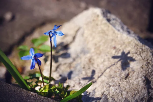 Flores Nieve Azul Con Sombra Sobre Piedra Tarde Soleada —  Fotos de Stock