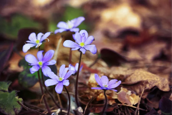 Viola Bucaneve Fiori Nella Giornata Sole Erba Verde Marrone Foglie — Foto Stock