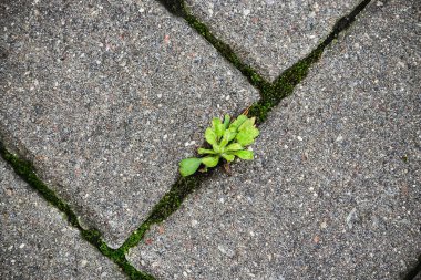 Genç yeşil yapraklar koyu fayanslı arka planda