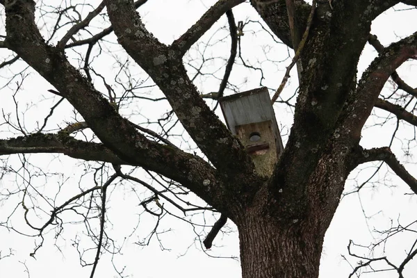 葉のない木の上の鳥の家太い枝の間 — ストック写真