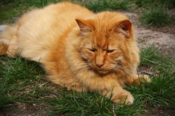 Червоний Пухнастий Кіт Лежить Зеленій Траві Сонячний День Навесні — стокове фото