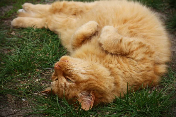 Red fluffy cat lying on back on green grass on sunny day in spring