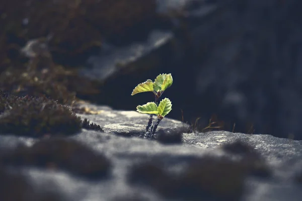 Νεαρό Δέντρο Σφενδάμου Άνοιξη Αυξάνεται Μέσα Από Πέτρες Σκούρο Backgrund — Φωτογραφία Αρχείου
