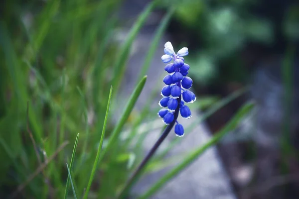 Azul Linda Pequeña Flor Cerca Acera Hierba Con Bokeh —  Fotos de Stock