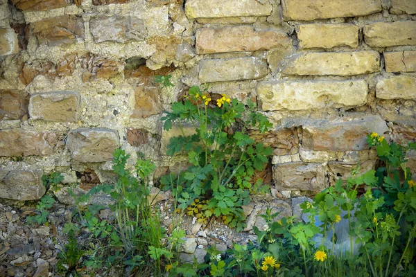 Желтая Кирпичная Стена Текстуры Зеленым Растением Растет Нижней Горизонтальной Поверхности — стоковое фото