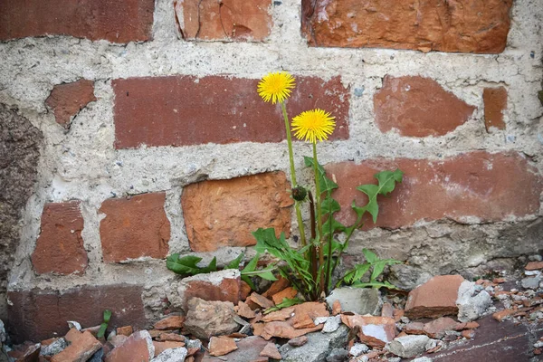 Kırmızı Tuğla Duvarın Yanında Yaprakları Olan Iki Karahindiba Çiçeği — Stok fotoğraf