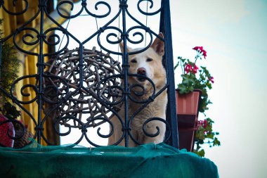 Köpek, beyaz arka planda çiçekler ve süslemelerle eski kasabanın balkonundan aşağı bakıyor.