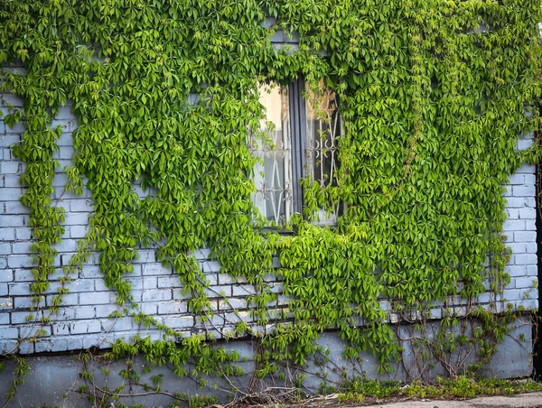 Green Vines Growing Buiding Gray Brick Wall Window — Stock Photo, Image
