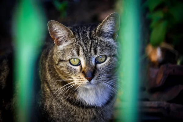 Сумний Вигляд Молодої Кішки Сидить Ґратами — стокове фото