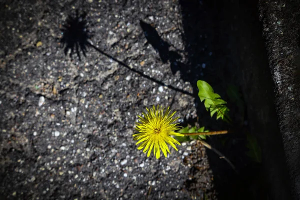 Gelber Flauschiger Löwenzahn Mit Blättern Mit Langem Schatten Auf Grau — Stockfoto