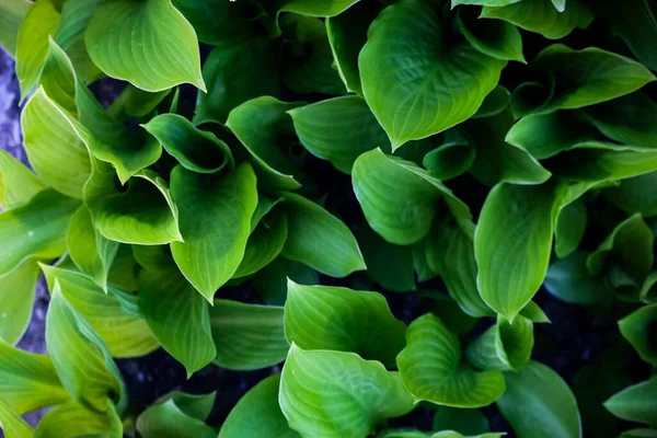 Grüne Maiglöckchen Pflanzen Junge Blätter Teppich Hintergrund Ansicht Von Oben — Stockfoto