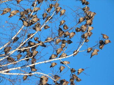 Bir treetop oturan bohem İpekkuyruk Kuşlar sürüsü