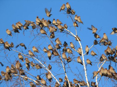 Bir treetop oturan bohem İpekkuyruk Kuşlar sürüsü