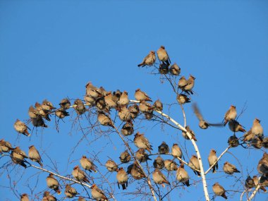 Bir treetop oturan bohem İpekkuyruk Kuşlar sürüsü