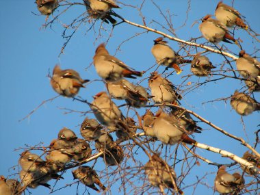 Bir treetop oturan bohem İpekkuyruk Kuşlar sürüsü