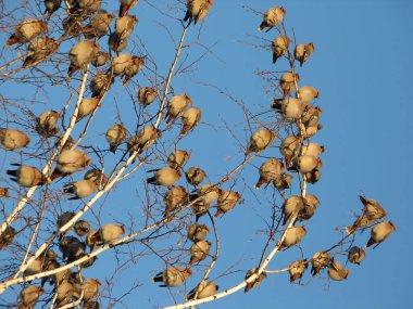 Bir treetop oturan bohem İpekkuyruk Kuşlar sürüsü