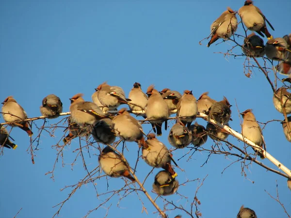 Manada de aves enceradoras de Bohemia sentadas en la copa de un árbol — Foto de Stock