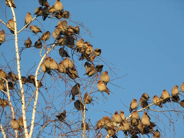 Зграя богемських воскових птахів, що сидять на дереві — стокове фото