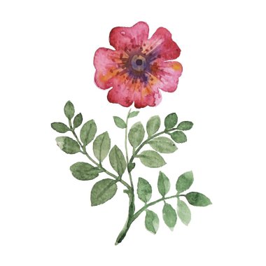 Suluboya çiçek vektör set.