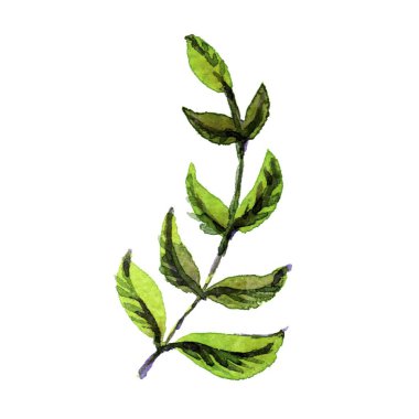 Suluboya çiçek vektör set.