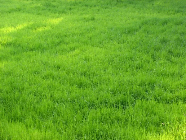 Campo de arroz verde — Fotografia de Stock