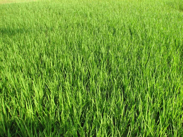 Campo de arroz verde — Fotografia de Stock