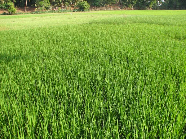 Campo de arroz verde — Fotografia de Stock