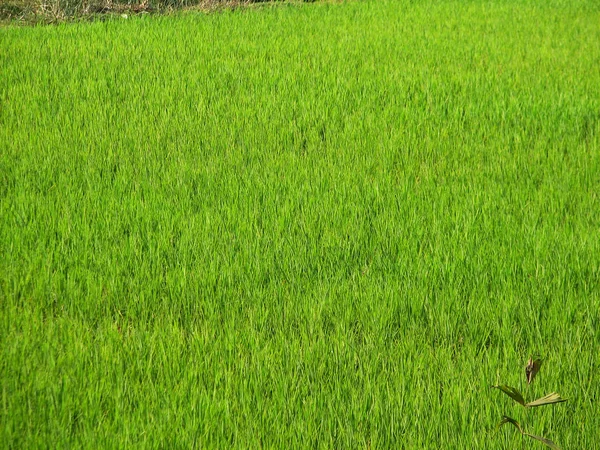 Ladang padi hijau — Stok Foto