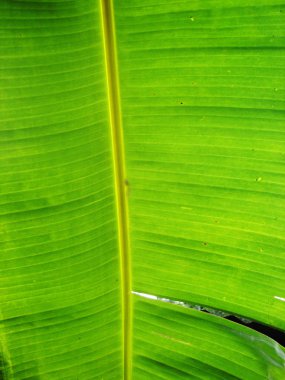 muz palmiye ağacı yaprak yeşil yakın çekim arka plan